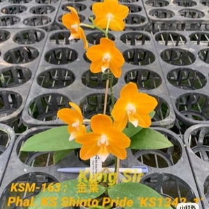 Phal. KS Shito Pride KSM-163 小金葉 waxy flower, long flowering time, color changes/darker over time image 2