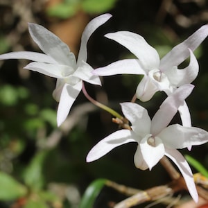 May include: Close-up of white orchid flowers with delicate petals and a hint of pink at the tips. The flowers are in full bloom, showcasing their intricate details against a blurred green background. The image captures the natural beauty of the orchids.