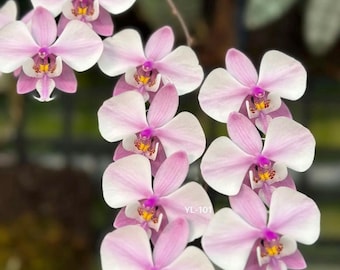Phalaenopsis schilleriana x Phal. philippinensis