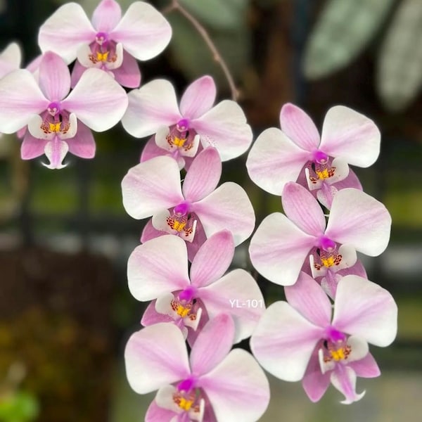 Very rare! Phal. schilleriana 'YL-101', unique stripe type, species, silver leaves, rose fragrance!