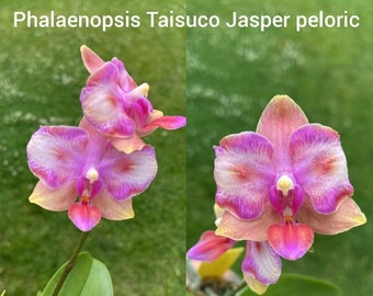 In spike/bloom! Phal. Taisuco Jasper (peloric - 2 eyes)