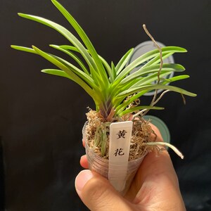 In spike Neofinetia falcata Kibana furan Yellow Wind Orchid 黄花風蘭 image 4