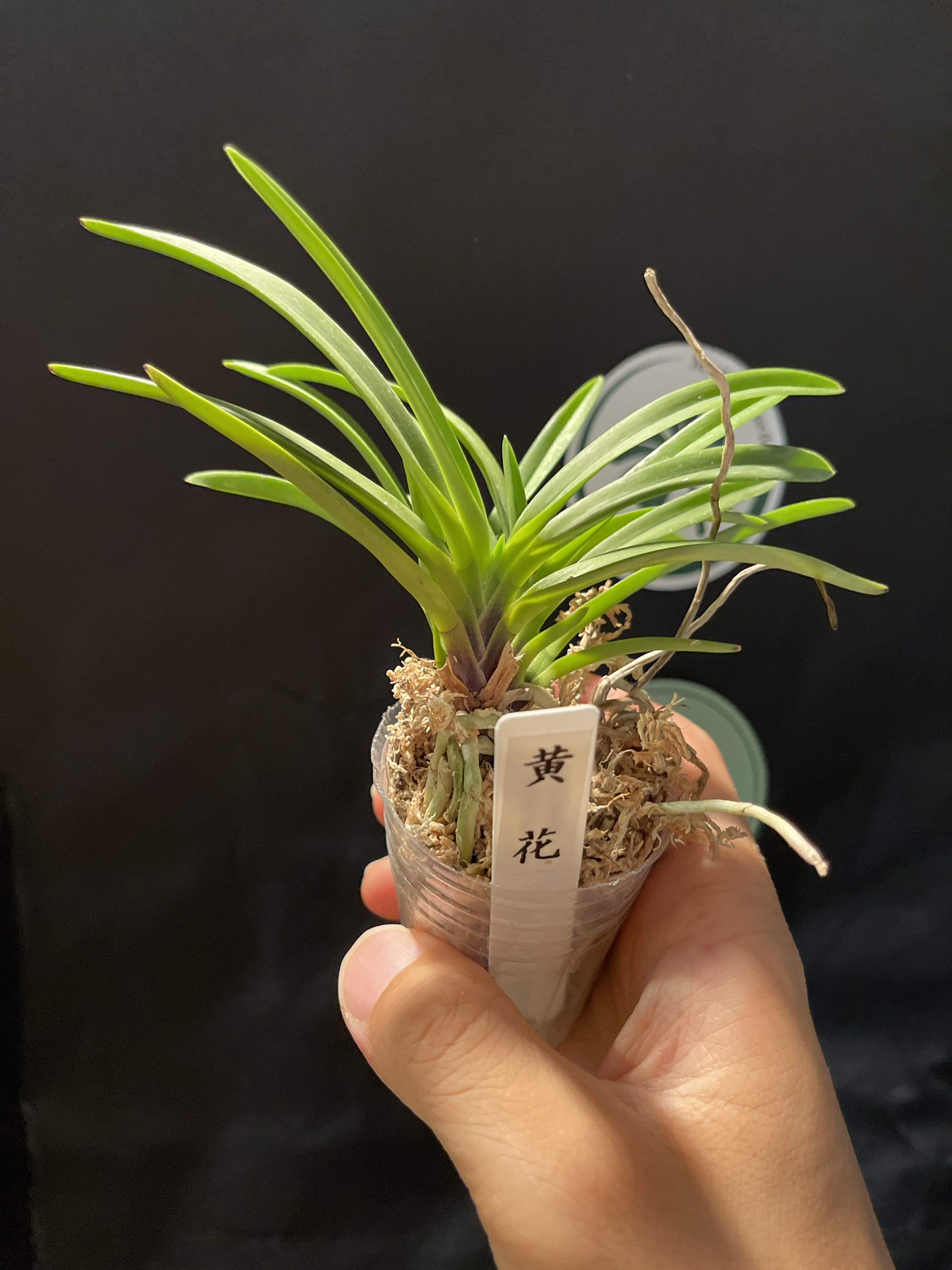 Neofinetia Falcata Kibana Furan (“yellow Wind Orchid”) 黄花風蘭