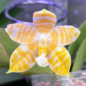 In spike! Phal. KS Super Zebra 'Golden Zebra' - lemon fragrance, creamy yellow stripes, rare