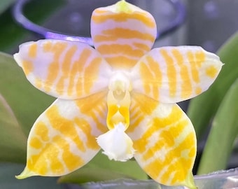 Phal. KS Super Zebra 'golden Zebra' - Lemon Fragrance, Creamy