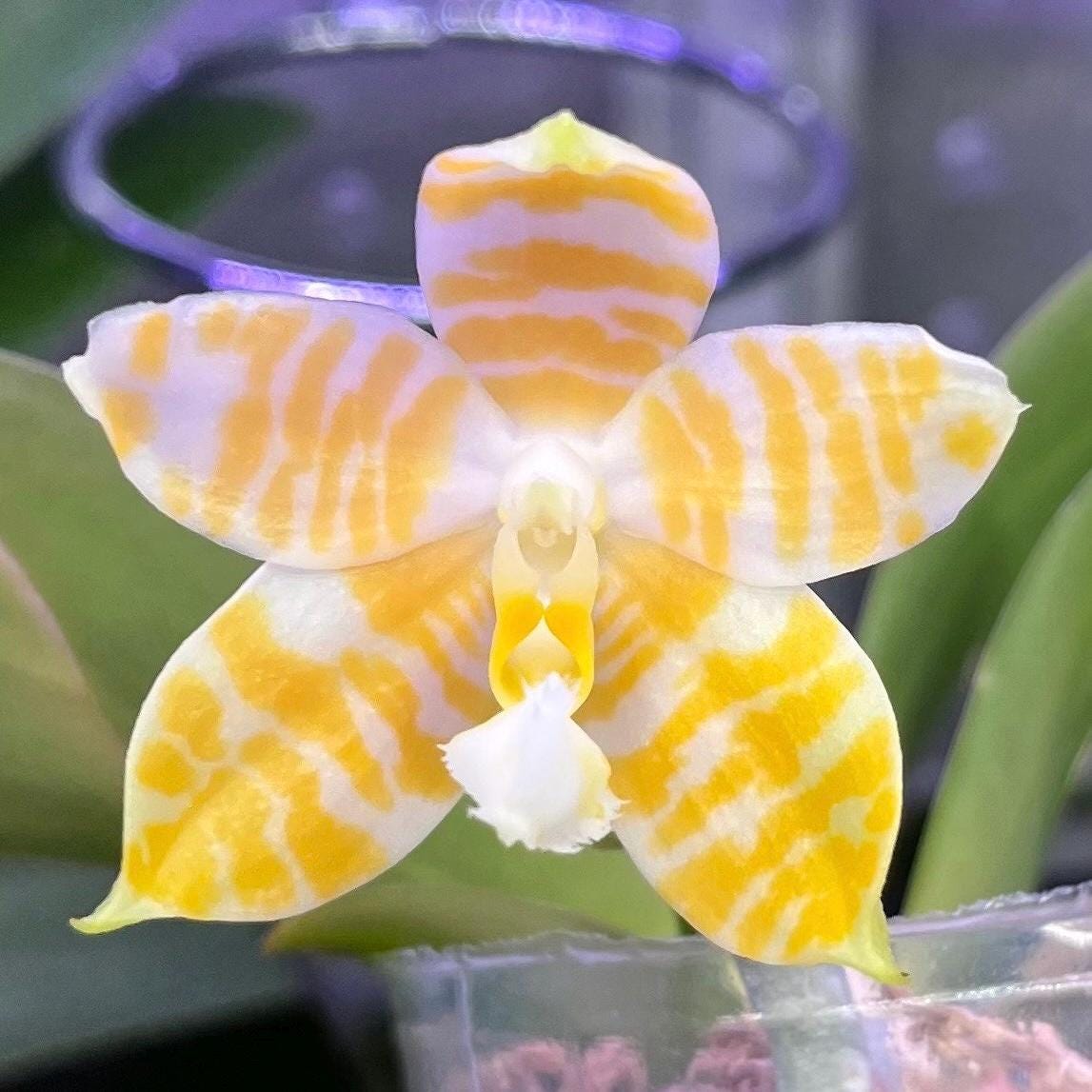 Phal. KS Super Zebra 'golden Zebra' - Lemon Fragrance, Creamy