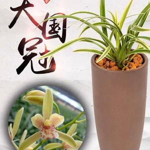 Cymbidium ensifolium ‘Da Guo Guan’, 建兰 大国冠’, variegated leaves, very compact and easy to bloom and very fragrant