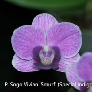 In spike/bloom Phal. Sogo Vivian 'Smurf' Special Indigo, multifloral image 3