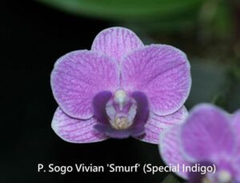 In spike/bloom Phal. Sogo Vivian 'Smurf' Special Indigo, multifloral image 3