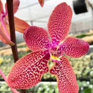 Rare hybrid! Ren. Kalsom × Phal. (Taisuco Desirous × Taiwan Diamond)