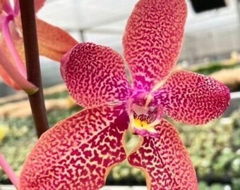 Rare hybrid! Ren. Kalsom × Phal. (Taisuco Desirous × Taiwan Diamond)