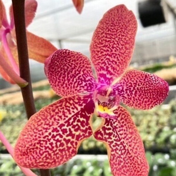 Rare hybrid! Ren. Kalsom × Phal. (Taisuco Desirous × Taiwan Diamond)