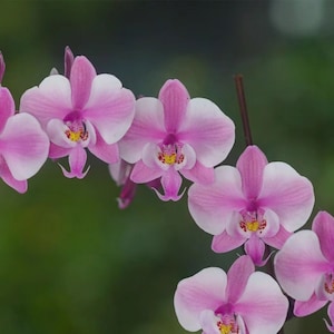 May include: A close-up of a cluster of pink and white orchid flowers. The petals are a soft pink with white edges, and the centers have yellow and red markings. The flowers are in full bloom, with a blurred green background.