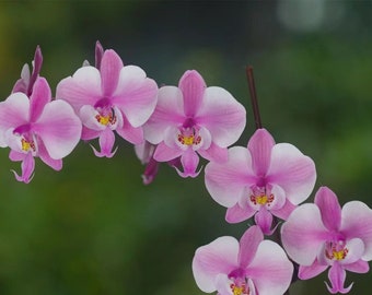 Very rare! Phal. schilleriana 'stripe' (M606), unique stripe type, species, mottled leaves, rose fragrance!