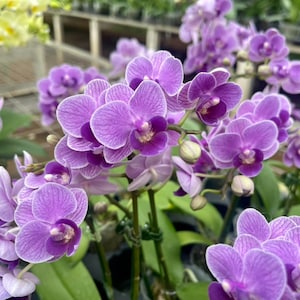 In spike/bloom Phal. Sogo Vivian 'Smurf' Special Indigo, multifloral image 1