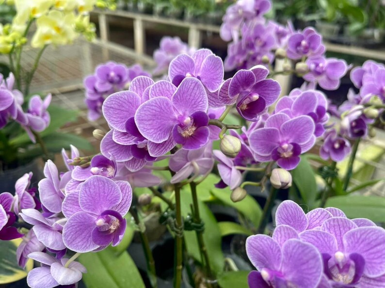 In spike/bloom Phal. Sogo Vivian 'Smurf' Special Indigo, multifloral image 1