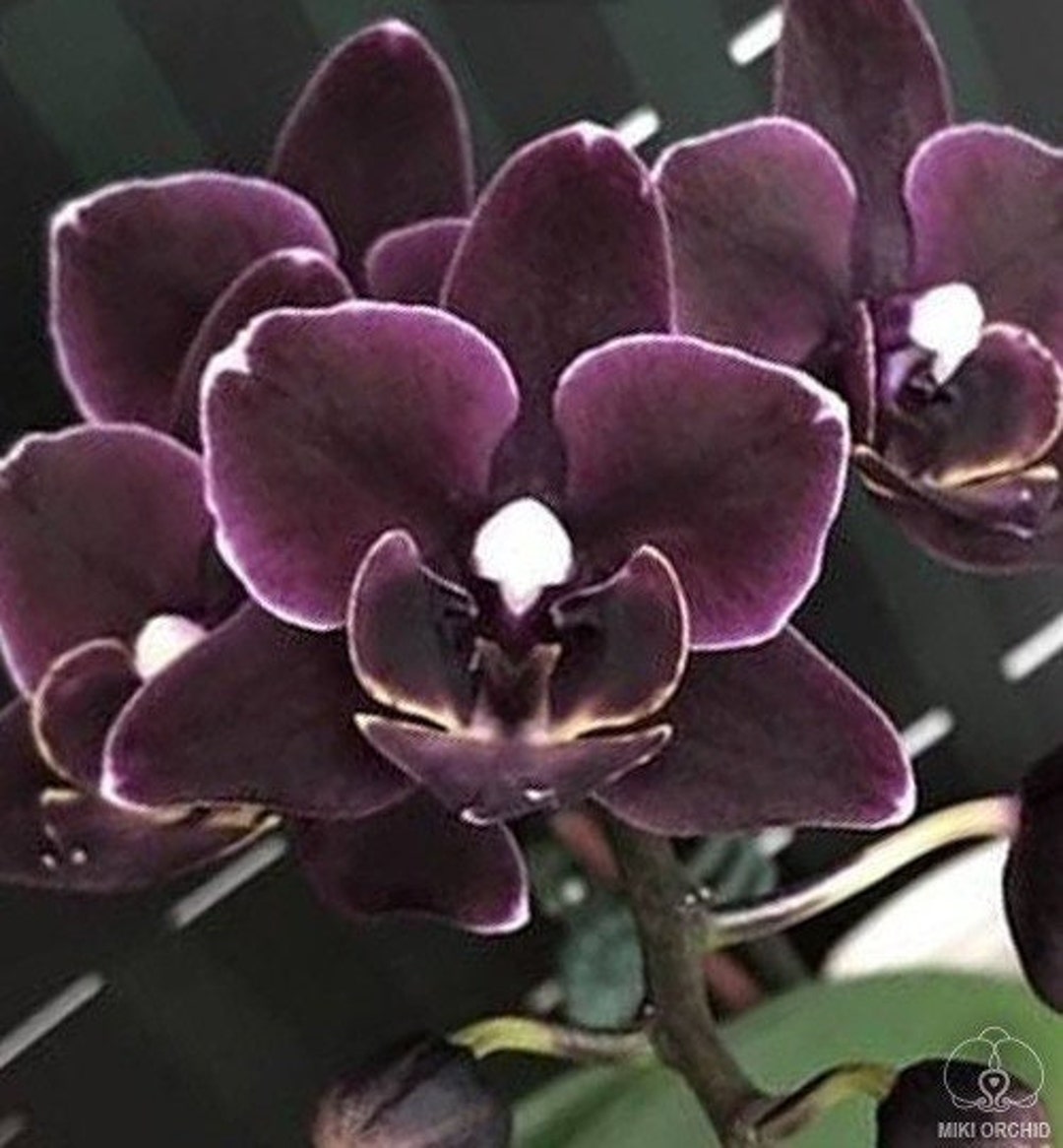 Phal. Miki Black Angel Unique Dark Colored Flowers - Etsy