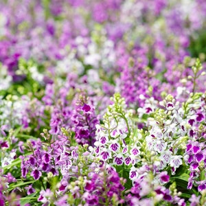 Ponerorchis graminifolia 羽蝶兰 bulbs seed from Japan, easy to care image 1