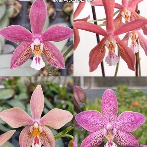 Phal. Bronze Maiden (= schilleriana × mannii 'Black' ), fragrant, smells like roses, silver leaf, sequential bloomer