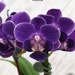 see more listings in the Phalaenopsis section