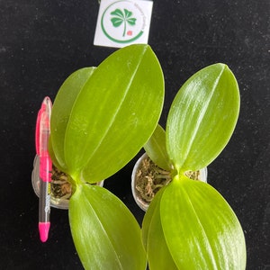 Phal. Tzu Chiang Chrisna, Fragrant Smell Like Roses - Etsy