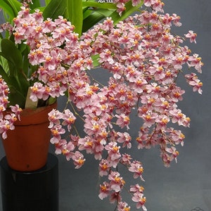 In spike! Onc. Tsiku Marguerite Chian-Tzy Yearning, amazing fragrance!