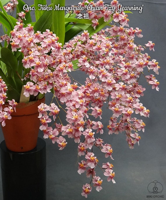 In Spike! Onc. Tsiku Marguerite Chian-Tzy Yearning, amazing