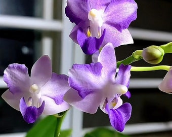 In spike! Phal. Tying Shin Blue Jay, purple/blue flowers, multifloral, sequential bloomer
