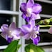 see more listings in the Phalaenopsis section