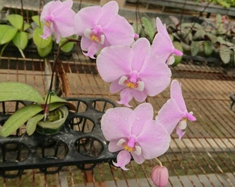 Limited qty! Phal. schilleriana "Maile Jeanne Tanaka'' AM/AOS, orchid species, pleasant fragrance, classic famous clone