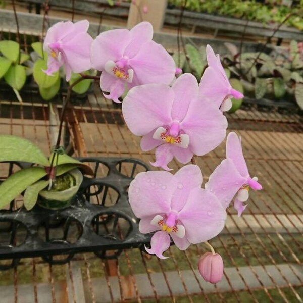Limited qty! Phal. schilleriana "Maile Jeanne Tanaka'' AM/AOS, orchid species, pleasant fragrance, classic famous clone