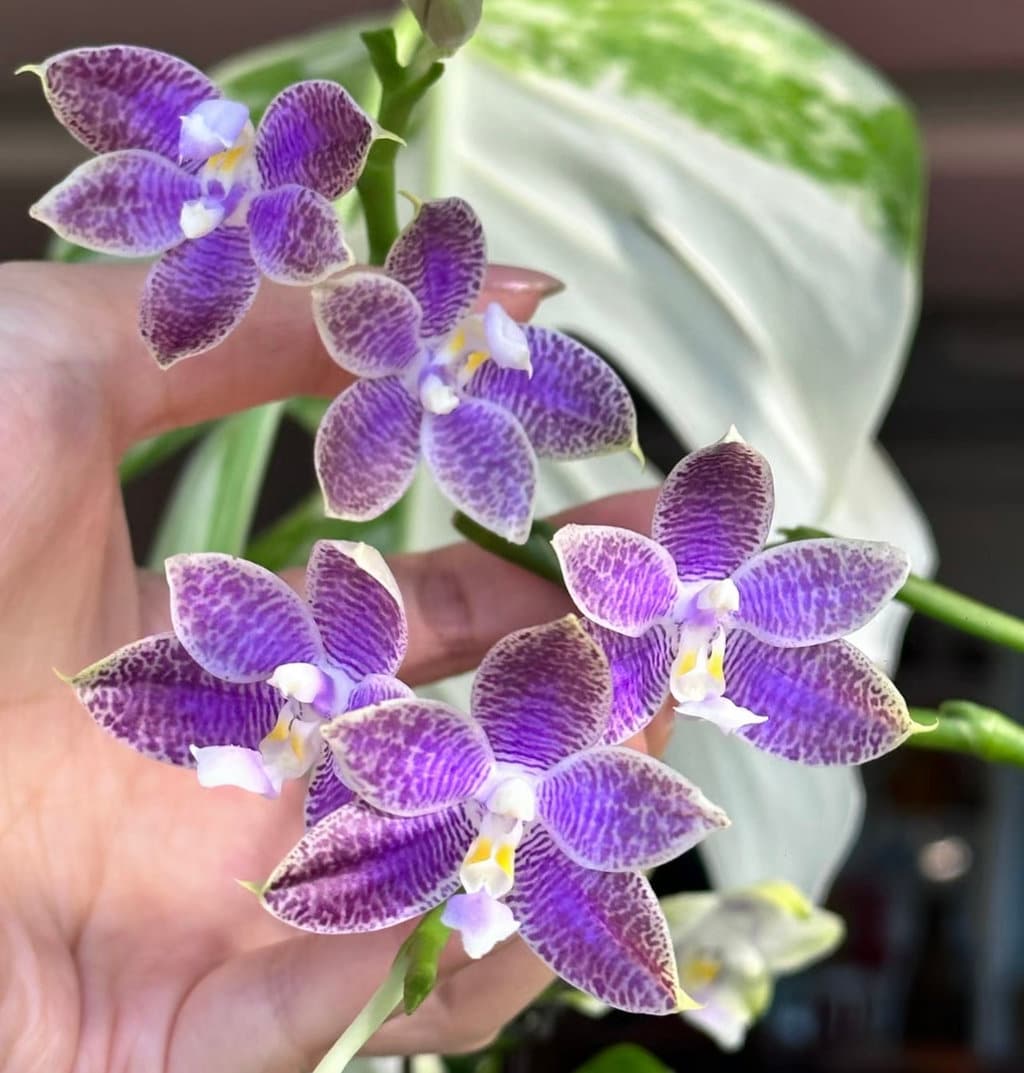 In Spike! Phal. Luedde - Violacea F. Coerulea (phal