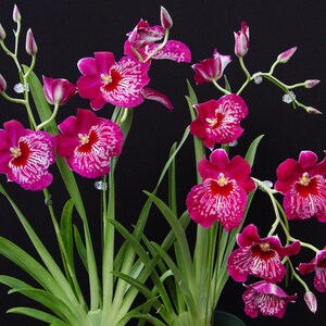 Miltonia Morris Chestnut, 4'' pot, very fragrant