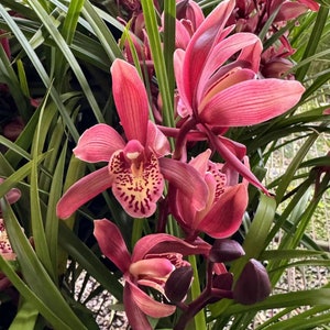 Cymbidium &#39;Red Diamond&#39;, fragrant, ship bare-root