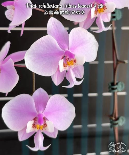 Silver Foliage! Phal. Schilleriana X Sib, Fragrant - Etsy