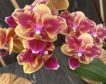 Phal. Sogo Yellowtris 'Peloric' , multiflora and very beautiful