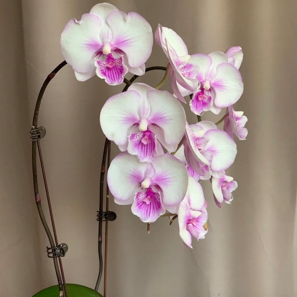 Phal. KS Big Diana ‘Kung Sir’ 煙火 KSM-134