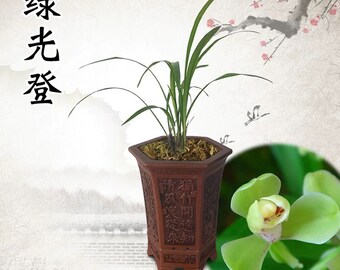 Famous! Cymbidium ensifolium ‘Green Light’ 建兰/四季兰 绿光登, green flowers and very fragrant