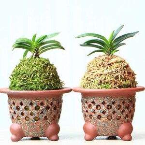 Q3: Hand-made Pot by premier Yixing Purple Clay — three-legged pot with holes for root health, perfect for Neofinetia falcata/mini orchids