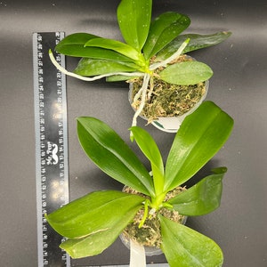 In spike Phal. tetraspis 'C1'species, unique flower color patterns, random petal color in red or white image 7