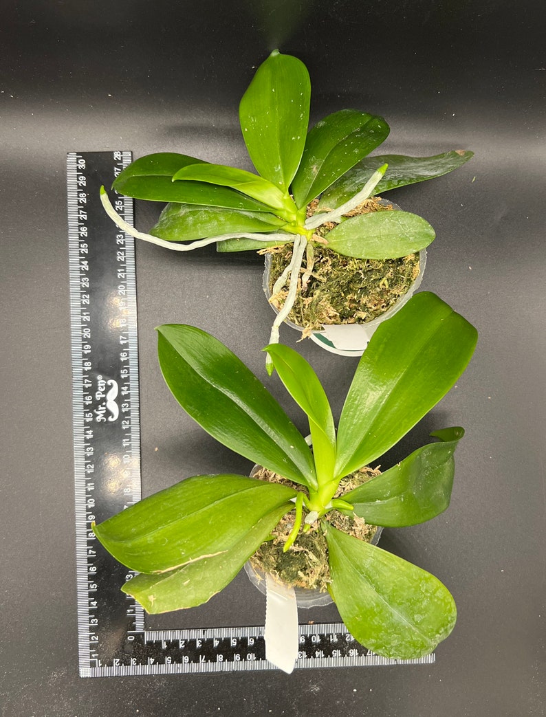 In spike Phal. tetraspis 'C1'species, unique flower color patterns, random petal color in red or white image 7