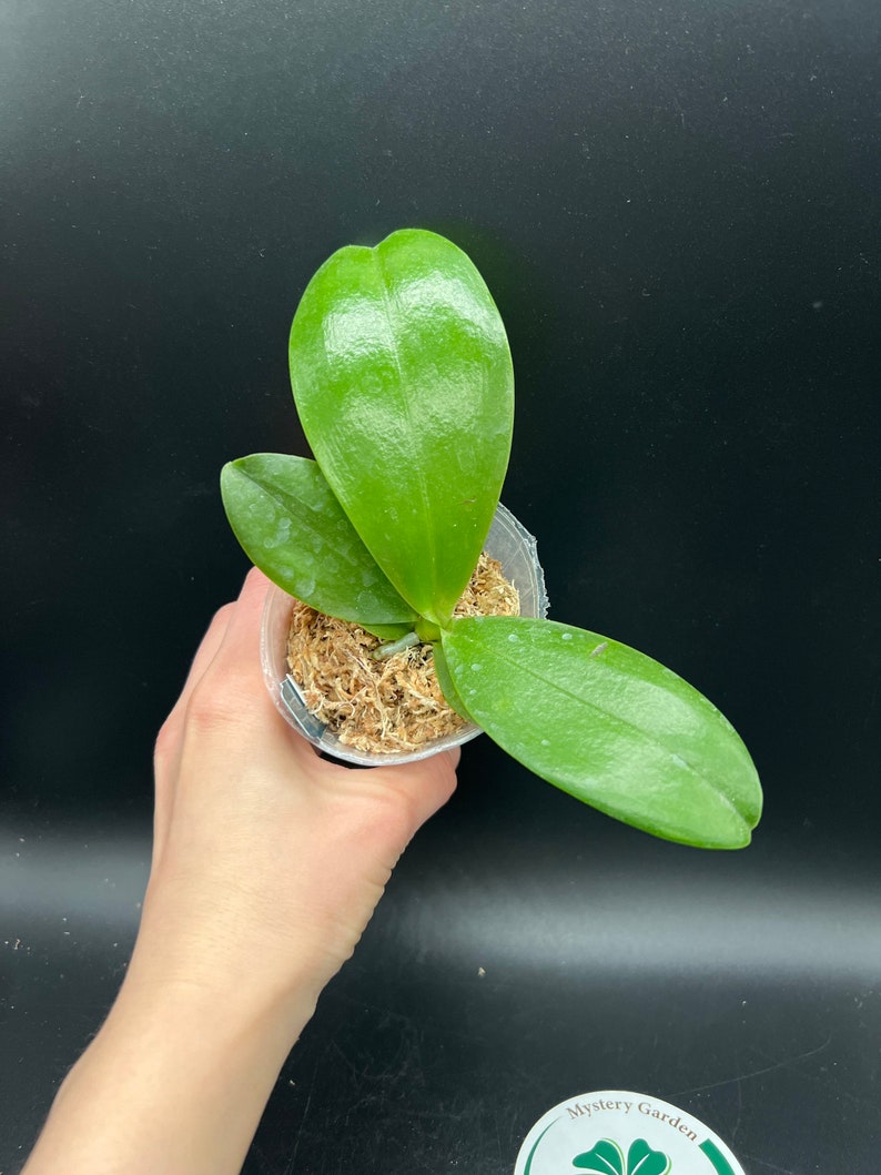 Phal. lueddemanniana x sib, phal species, very fragrant image 8