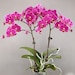 see more listings in the Phalaenopsis section