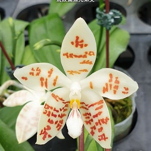 May include: Close-up of a white orchid flower with red-orange markings. The petals are broad and speckled with irregular patterns. The center of the flower has a yellow and white structure. The image includes text at the top: "Phal. zebrina x sib" and Chinese characters.