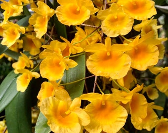 Dendrobium aggregatum (Dendrobium lindleyi), very fragrant