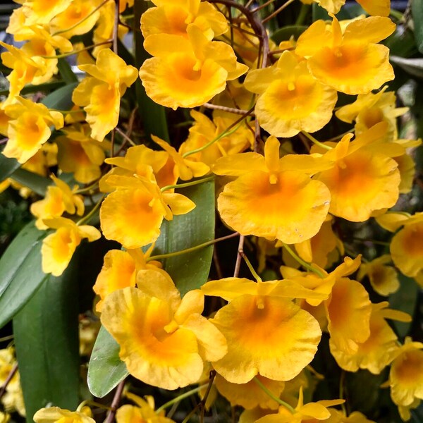 Dendrobium aggregatum (Dendrobium lindleyi), very fragrant