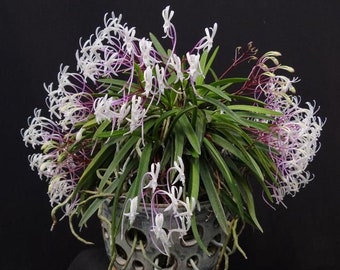 In spike! Neofinetia falcata 'Shutenno' 朱天王 (“Red Emperor”), beautiful pink/red flowers, very fragrant