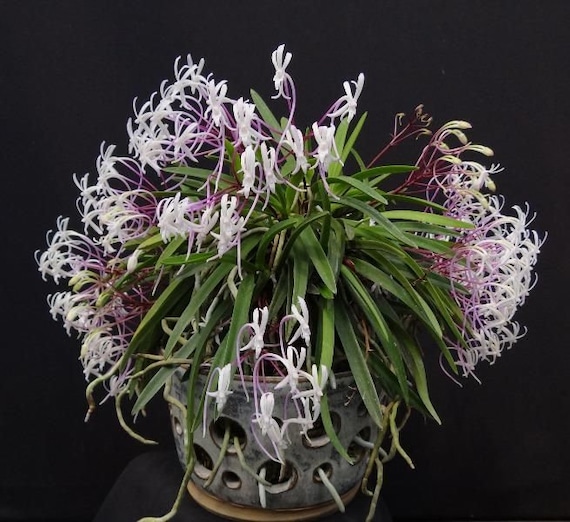 Neofinetia Falcata 'shutenno' 朱天王 (“red Emperor”), Beautiful