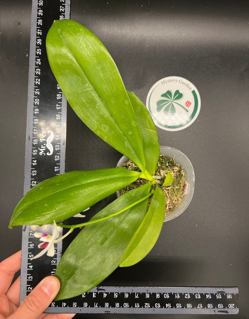 In spike Phal. tetraspis 'C1'species, unique flower color patterns, random petal color in red or white image 8