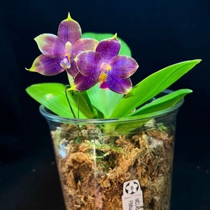 Phal. Mituo Purple Dragon Blue Penguin MCL45, pretty and very fragrant image 1